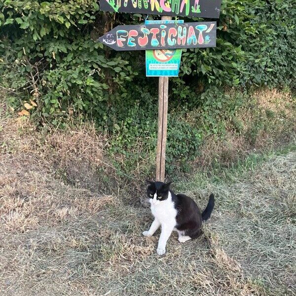 Chat devant le panneau Festichat'